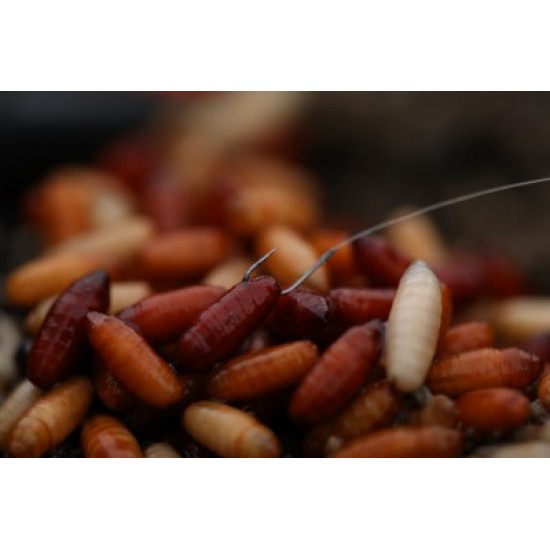 Carlige Guru - GPS Pole Special Nr.12